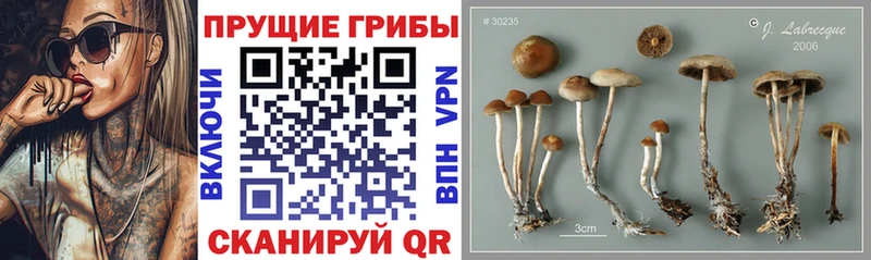 Галлюциногенные грибы Psilocybe  магазин    Электрогорск 